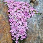 Androsace alpina Blüte