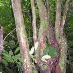 Diospyros monbuttensis Bark
