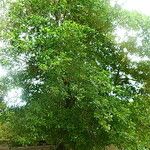 Tabebuia rosea Hábito