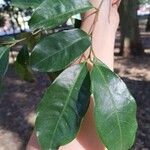 Pera glabrata List