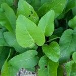 Lactuca macrophylla Hoja