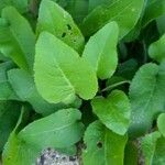 Lactuca macrophylla Feuille