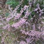 Calluna vulgarisΛουλούδι