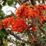 Butea monosperma Floare