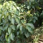 Ficus polita Otro