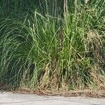 Cortaderia selloanaFrunză