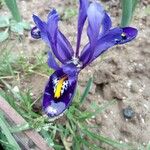 Iris reticulata फूल