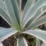 Agave viviparaHoja