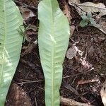 Cleidion macrophyllum Leaf