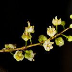 Cupaniopsis glomeriflora Hábito