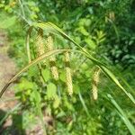 Carex crinita Hostoa