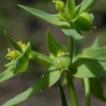 Euphorbia exigua Fruto