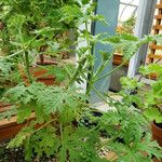 Pelargonium graveolens عادت