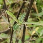 Barleria lupulina Feuille