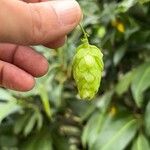 Humulus lupulusFloro