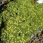 Azorella monantha Habit