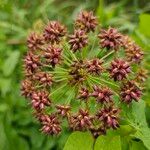 Oenanthe crocata Fruit