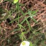 Arenaria montana Blatt