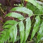 Microlepia platyphylla Leaf
