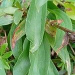 Digitalis lanata Blad