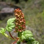 Ribes luridum Habitatea