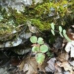 Pellaea atropurpurea Hábito