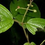 Clidemia japurensis Frunză