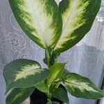 Dieffenbachia seguineFolha