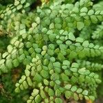 Adiantum venustum Folha