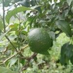 Citrus × aurantiifolia Fruit