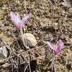 Colchicum longifolium Habit