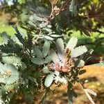 Acacia baileyana Leht