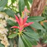 Pieris formosa Flower