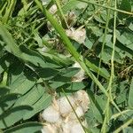 Astragalus sieversianus Φύλλο