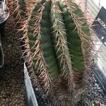 Melocactus intortus Листок