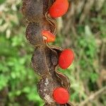 Erythrina costaricensis Цвят