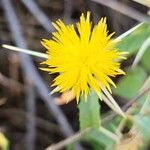 Centaurea hyalolepis 花