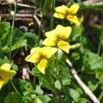 Viola bifloraŽiedas