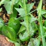 Taraxacum cucullatiforme 葉