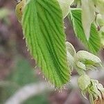 Corylopsis spicata ഇല