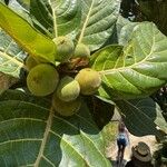 Ficus habrophylla Fruit