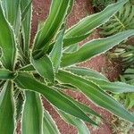 Furcraea selloana Folha