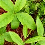 Lysimachia borealis List