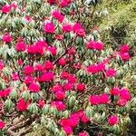 Rhododendron arboreum 花
