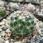 Mammillaria wrightii Hoja