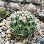 Mammillaria wrightii List