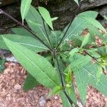 Senecio cacaliaster পাতা