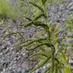 Boehmeria sieboldiana Плід