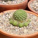 Rebutia minuscula Листок