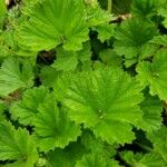 Geum coccineum Foglia